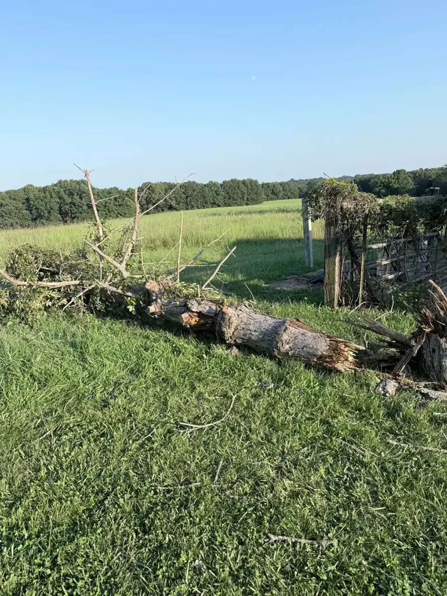 Snapped tree trunk in a field
