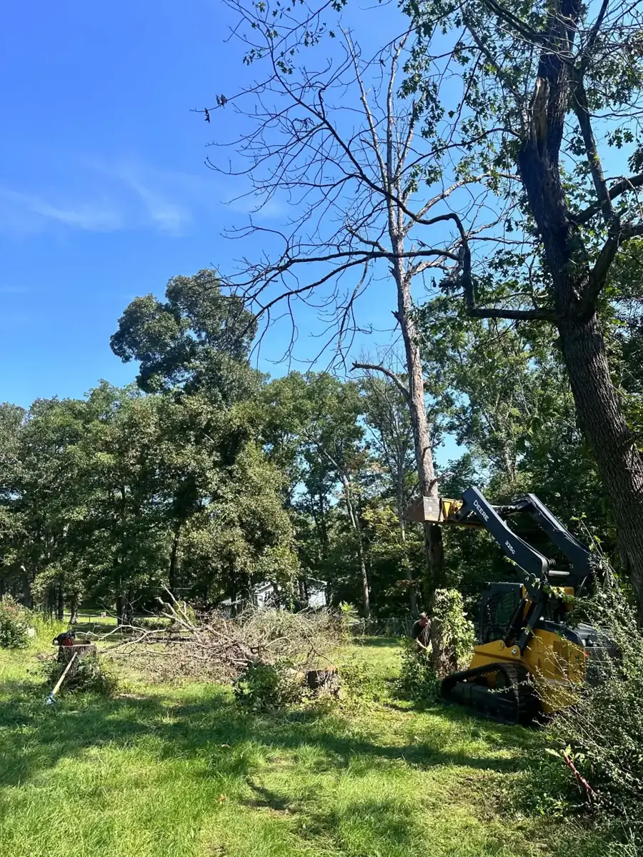 Track loader removing a dead tree